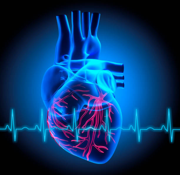 istock Illustration of Human Heart with ECG graph 2203767015