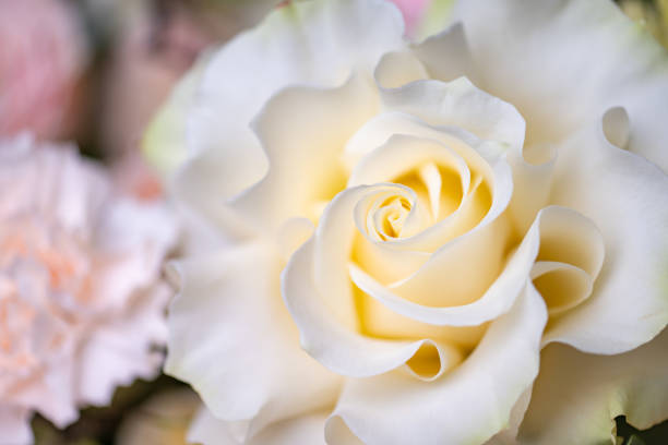 small white rose isolated on white background