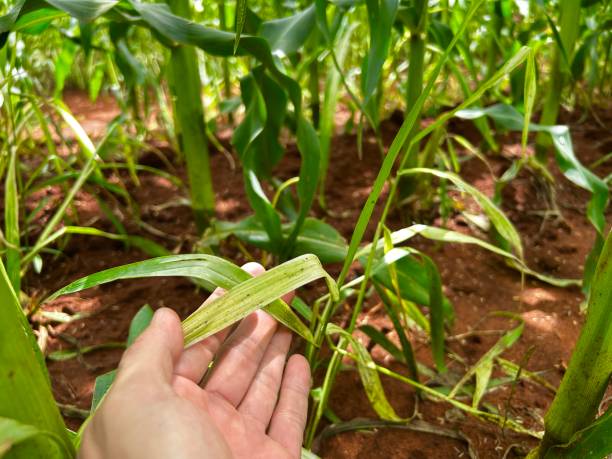 istock -Grass plant with herbicide symptoms in integrated corn and grass planting systems. Close up to Slight damage to the grass leaf 2203768246