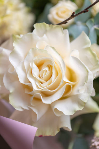 istock Delicate white and pink roses close up 2203768550