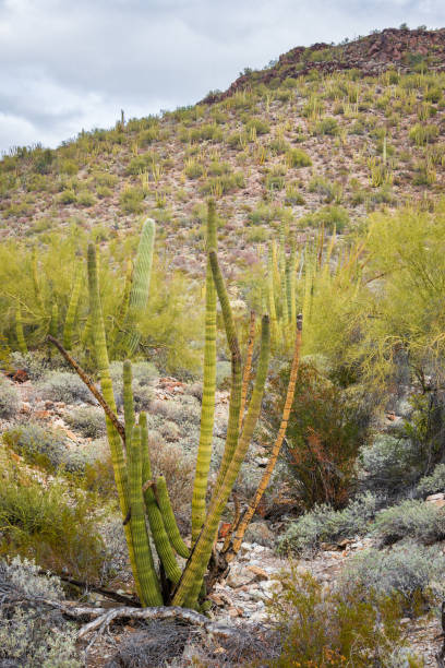 istock Hillside at Organ Pipe Cactus National Monument 2203768627