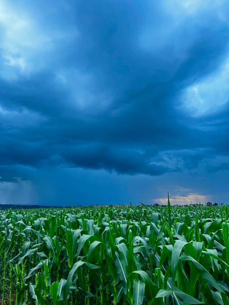 istock -large corn plantation on tropical no-tillage system integrated. Cute vision the field with rain cloud 2203768853
