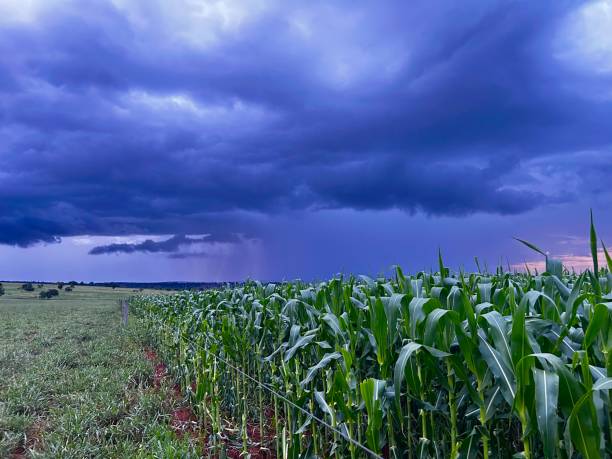istock -large corn plantation on tropical no-tillage system integrated. Cute vision the field with rain cloud 2203768876