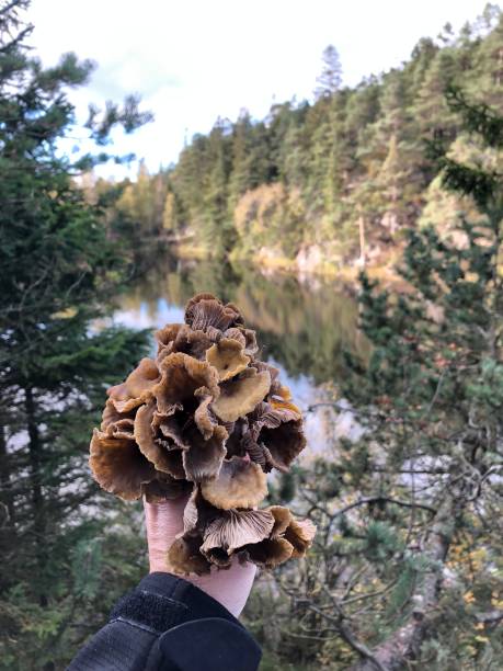 Autumn in Sweden with mushroom picking
