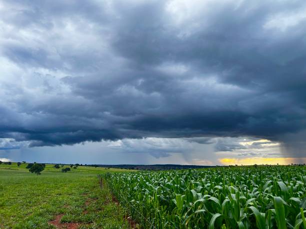 istock -large corn plantation on tropical no-tillage system integrated. Cute vision the field with rain cloud 2203770151