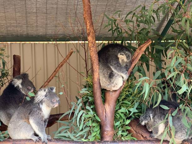 istock Koalas resting on eucalyptus branches in a zoo environment 2203772098