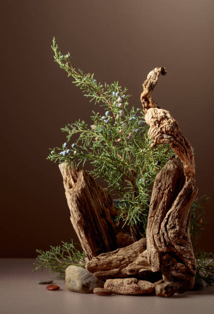 istock Abstract nature scene with a composition of juniper and dry snags. 2203772407