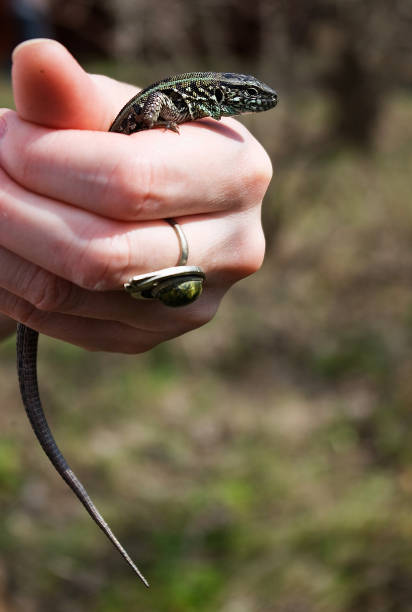 istock Southern Urals, a lizard in female hands. 2203772786