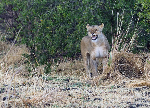 istock Lioness In Dafue National Park 2203772855