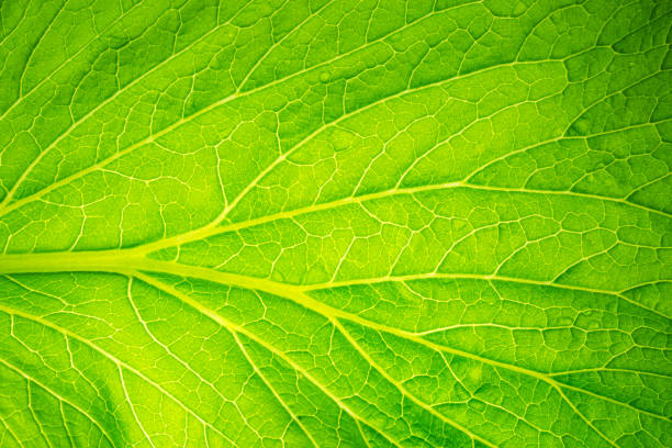 istock Green lettuce leaves macro,Fresh Green Leaf of Lettuce  , Super Macro,macro background texture of green lettuce leaf 2203772949