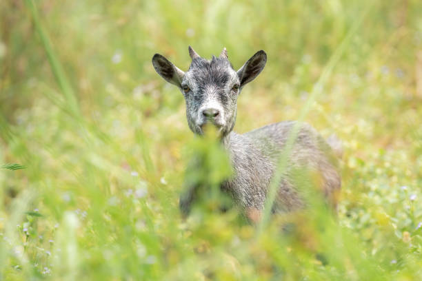 West african dwarf goat, Nigerian dwarf goat, American pygmy goat