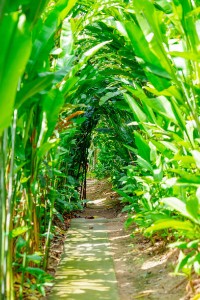 istock A tranquil walkway is surrounded by vibrant green tropical plants, creating a peaceful atmosphere. Sunlight filters through the dense leaves, enhancing the natural beauty 2203774879