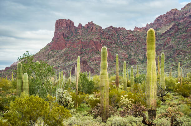 istock Butte and Hill at Organ Pipe Cactus National Monument 2203775110