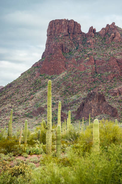 istock Butte and Hill at Organ Pipe Cactus National Monument 2203775230