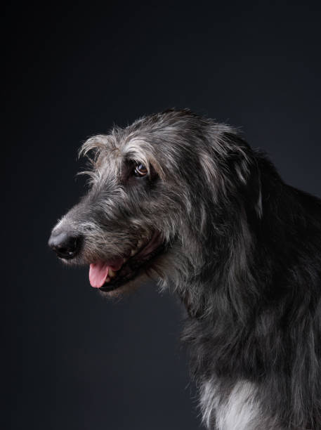 A Scottish Deerhound with a scruffy coat turns slightly to the side, its tongue visible as it pants. The dark background contrasts with its expressive features.