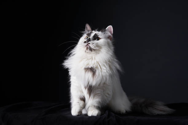 istock Long-haired cat sitting on dark background with soft lighting 2203775867