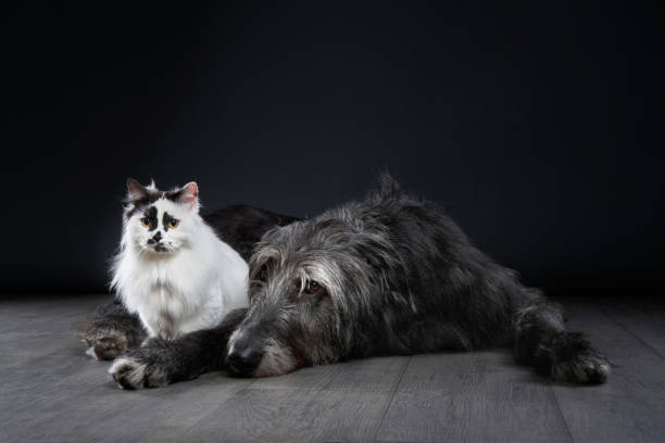istock Long-haired cat and Scottish Deerhound lying together 2203775873