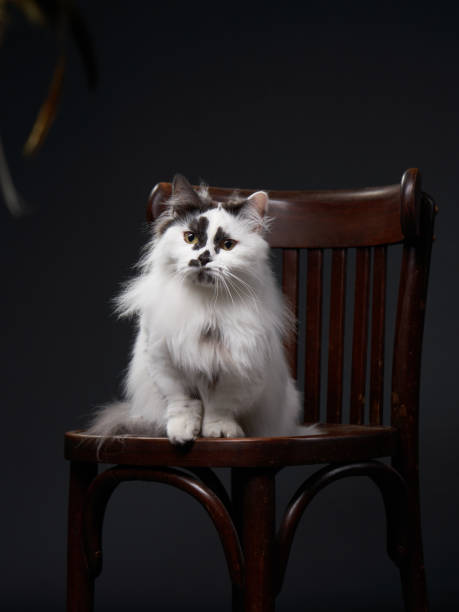 istock Long-haired cat on wooden chair in dark studio 2203775877