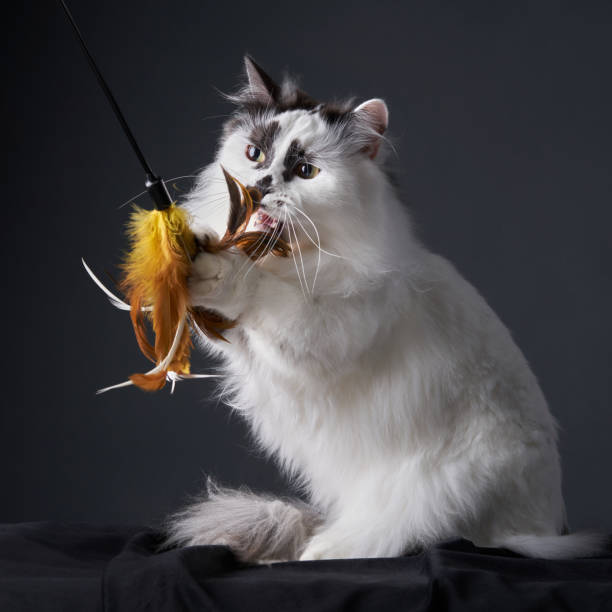 istock Long-haired cat playing with toy in black studio 2203775878