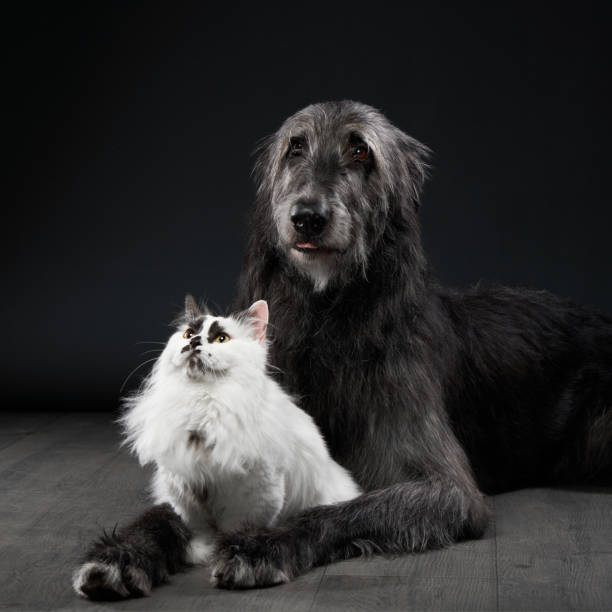 istock Scottish Deerhound and long-haired cat posing together 2203775882