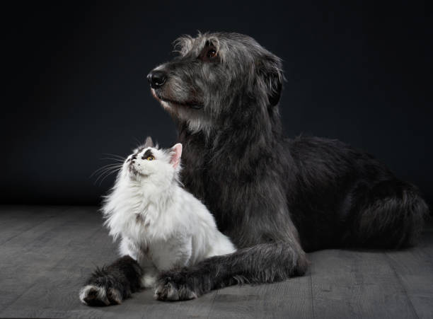 istock Long-haired cat and Scottish Deerhound sitting together 2203775892