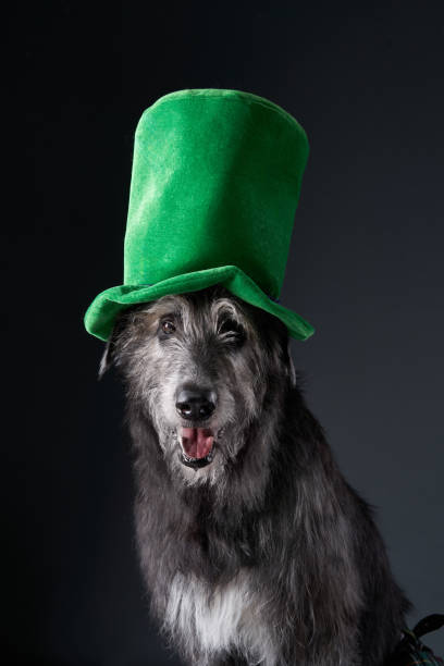 istock Scottish Deerhound wearing a green hat in studio 2203775906