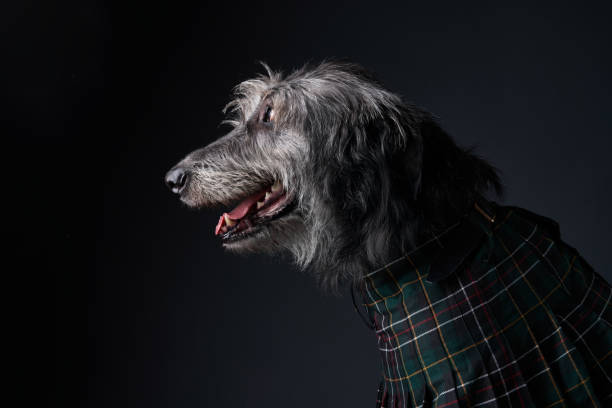 A Scottish Deerhound stands in a checkered fabric coat, its face partially lit by soft lighting. The dark background contrasts beautifully with the dog's wiry fur.