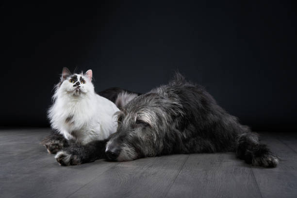 Scottish Deerhound lying with a fluffy cat in dark studio