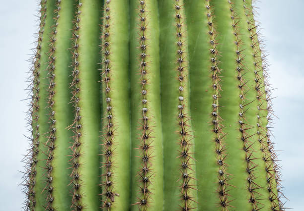 Saguaro National Park in Arizona, USA