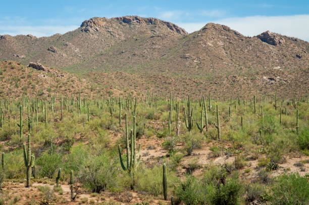 istock Rugged Landscape of Saguaro National Park 2203776363