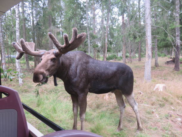Älg/ Älgar i den svenska skogen