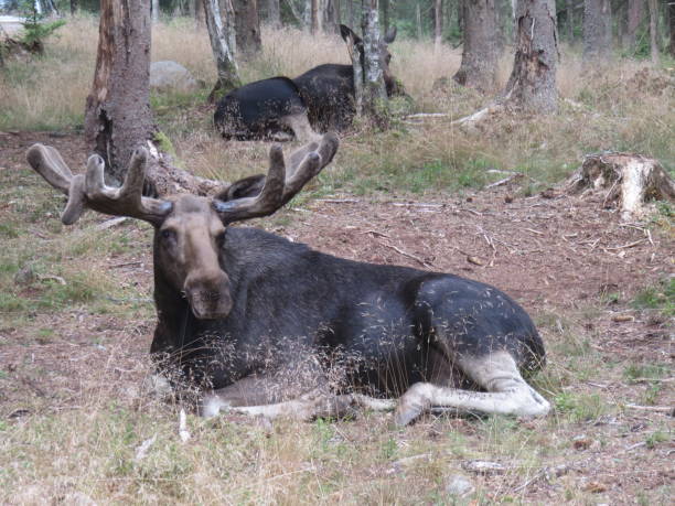 istock Swedish moose in the Swedish forest 2203776902
