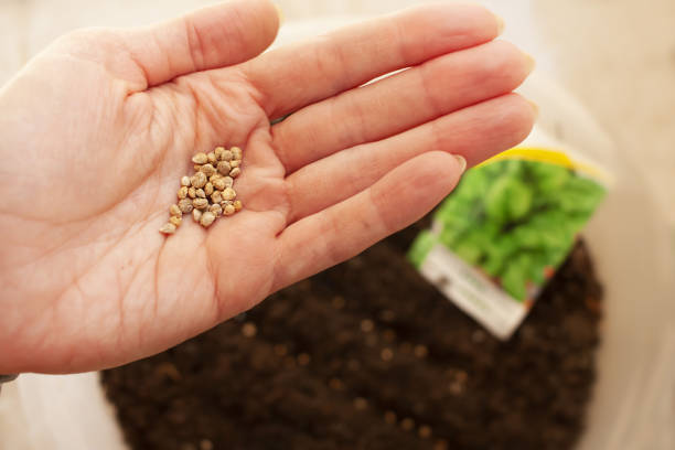 istock Seeds in hand, planting and growing plants. Growing seedlings. Spring has come. 2203776921