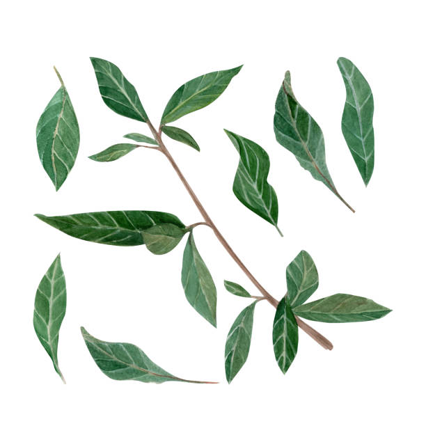istock Green branch and vibrant watercolor elongated leaves illustration set. 2203777008