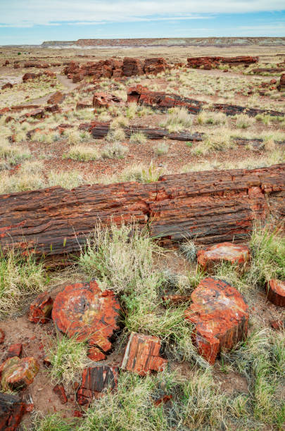 istock Colorful Logs at Petrified Forest National Park 2203777151