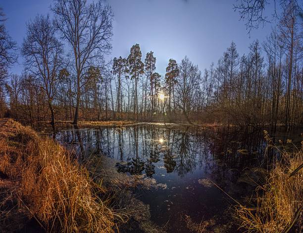 A serene forest pond reflecting the surrounding leafless trees in Moenchsbruch nature reserve in winter