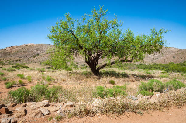 istock Lone Tree at Fort Bowie National Historic Site 2203777596