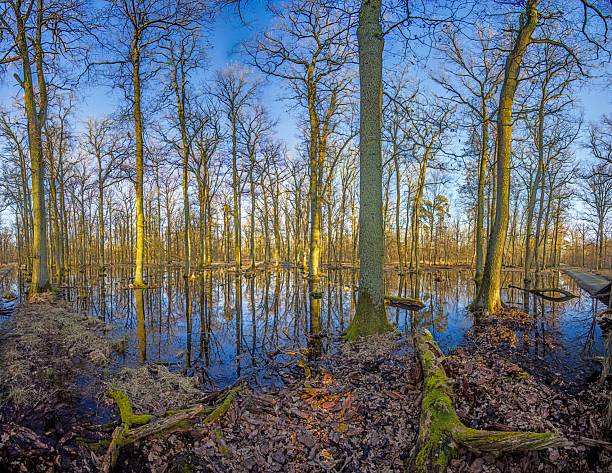 A serene forest pond reflecting the surrounding leafless trees in Moenchsbruch nature reserve in winter