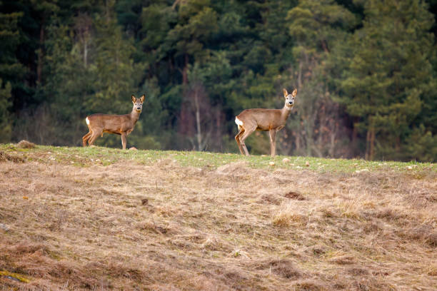 istock roe deer walking in the field 2203778723