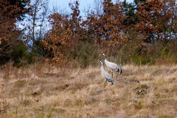 a pair of cranes in early spring