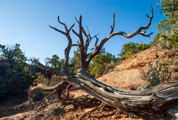 Navajo National Monument In Arizona