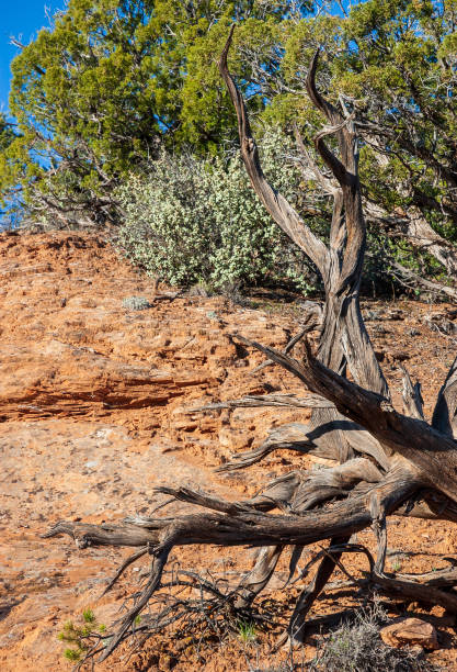 istock Arid Plant Life at Navajo National Monument 2203781012