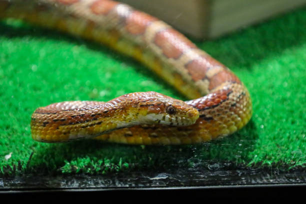 The snake has a bright coloration with orange, yellow, and brown spots, creating a distinctive pattern. It is coiled up, demonstrating its flexibility and plasticity.