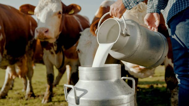 istock Farmer Pouring Fresh Milk Outdoors on Sunny Dairy Farm 2203781896