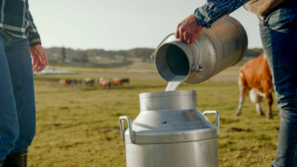 istock Farmer Pouring Fresh Milk Into Can on Pastoral Farm 2203781908