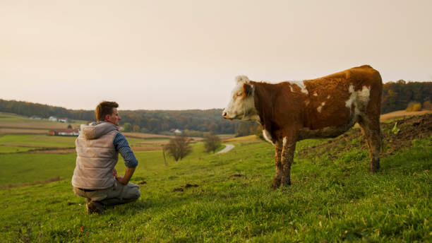 istock Farmer Kneeling Beside Brown and White Cow on Hillside Pasture 2203781935