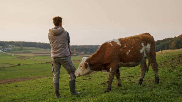 istock Male Farmer Standing With Dairy Cow On Rolling Hills At Dawn 2203781942