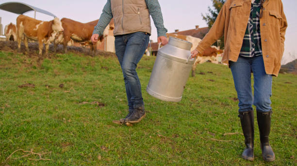 istock Dairy Farm Workers Carrying Metal Milk Cans With Cows Grazing Behind 2203781946
