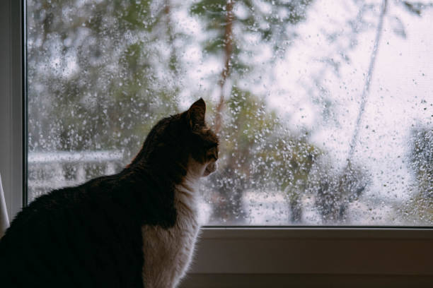 Cat Watching the Rain in Front of the Window