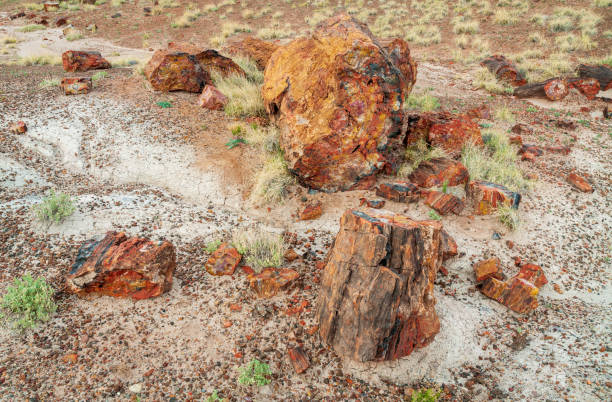istock Logs Strewn About, Petrified Forest National Park 2203785183